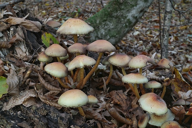 strapcovka zväzkovitá Hypholoma fasciculare (Huds.) P. Kumm.