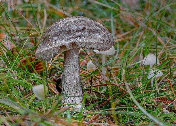 kozák rozličnofarebný Leccinum variicolor Watling