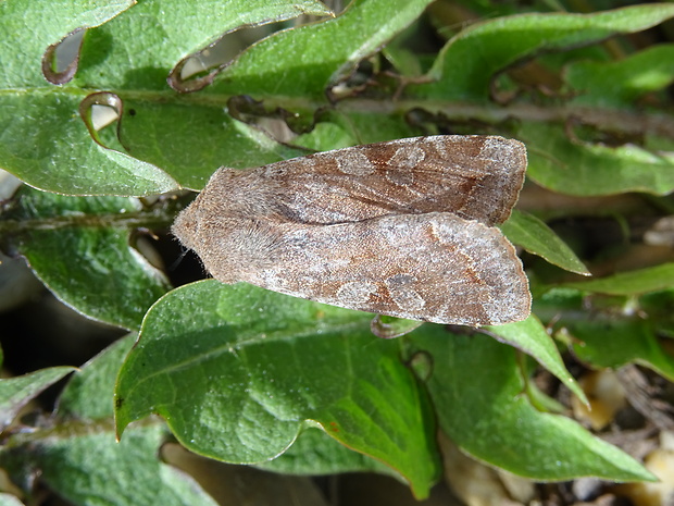 mora jarná Orthosia incerta