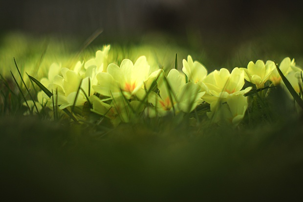 prvosienka bezbyľová Primula acaulis (L.) L.