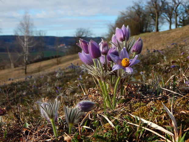 poniklec veľkokvetý Pulsatilla grandis Wender.