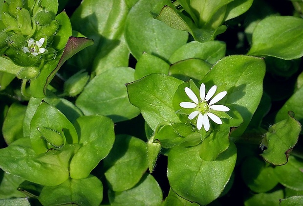 hviezdica nebadaná Stellaria neglecta Weihe