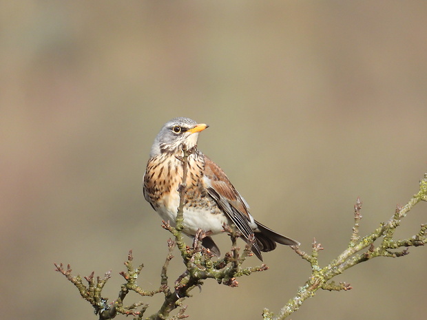 drozd čvíkotavý Turdus pilaris