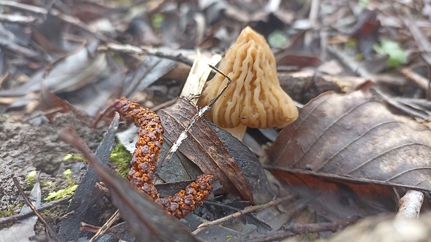 smrčkovec český Verpa bohemica (Krombh.) J. Schröt.