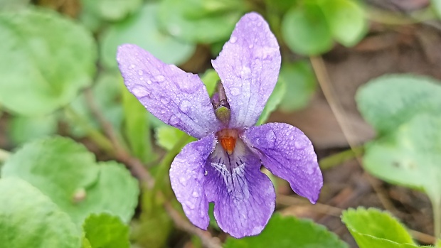 fialka voňavá Viola odorata L.