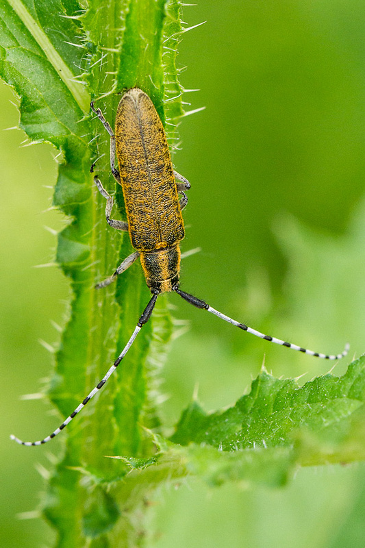 vrzúnik úzkoštítý Agapanthia villosoviridescens