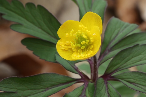 veternica iskerníkovitá Anemone ranunculoides L.