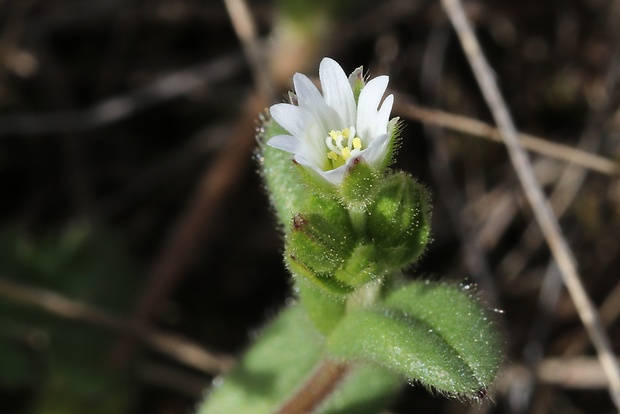 rožec mazľavý Cerastium glutinosum Fr.