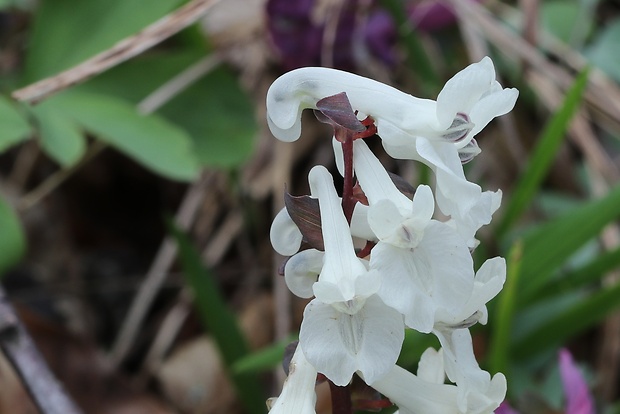 chochlačka dutá Corydalis cava (L.) Schweigg. et Körte