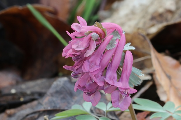 chochlačka plná Corydalis solida (L.) Clairv.