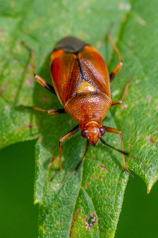 Bzdôška premenlivá Dereaocoris ruber  (Linnaeus, 1758)