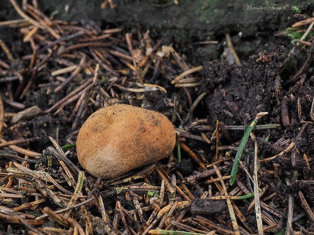 srnka obyčajná Elaphomyces granulatus Fr.