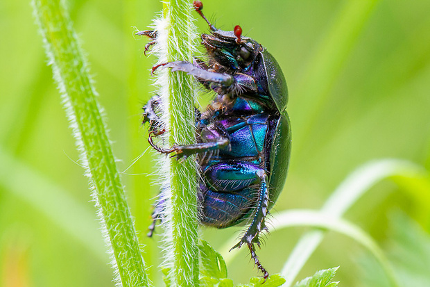 lajniak hladký Geotrupes vernalis  (Linnaeus, 1758)