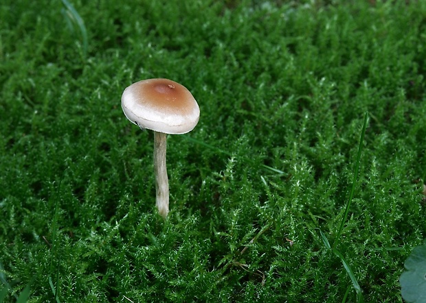 slzivka Hebeloma sp.