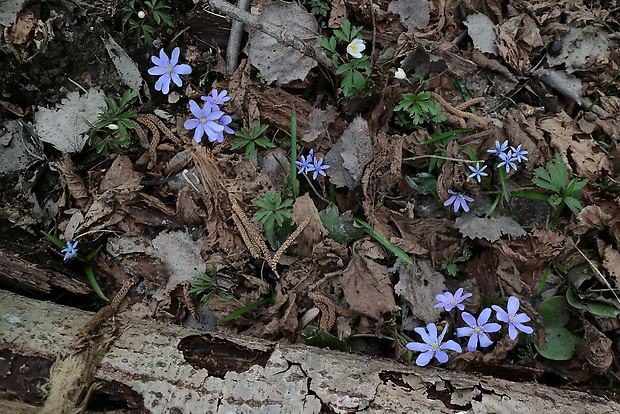 pečeňovník trojlaločný Hepatica nobilis Schreb.