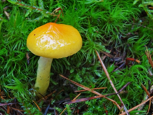 šťavnačka úhľadná Hygrophorus speciosus Peck