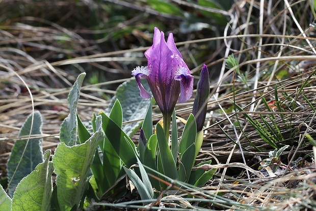 kosatec nízky Iris pumila L.