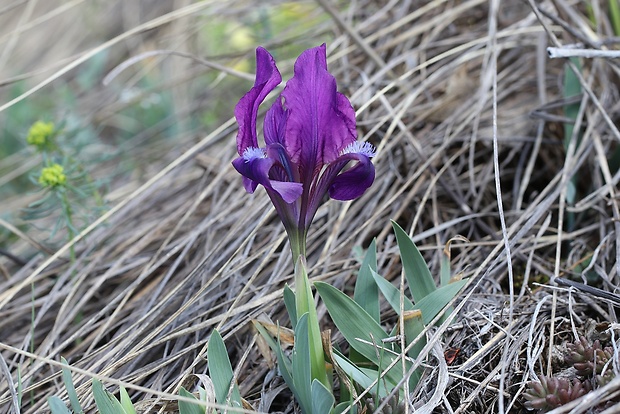 kosatec nízky Iris pumila L.