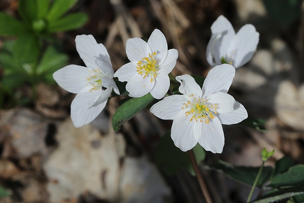 veterník žltuškovitý Isopyrum thalictroides L.