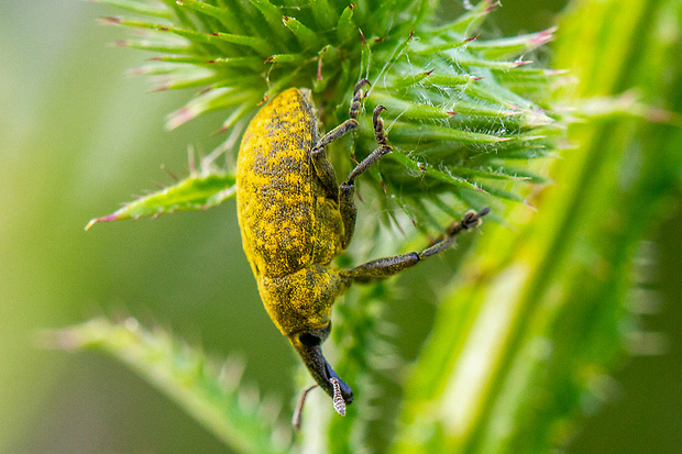 nosatec (nosánik) Larinus sturnus