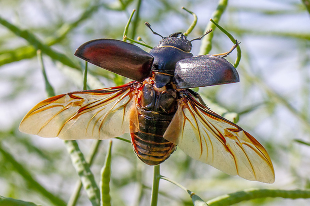 roháč obyčajný - samička Lucanus cervus (Lucanidae)