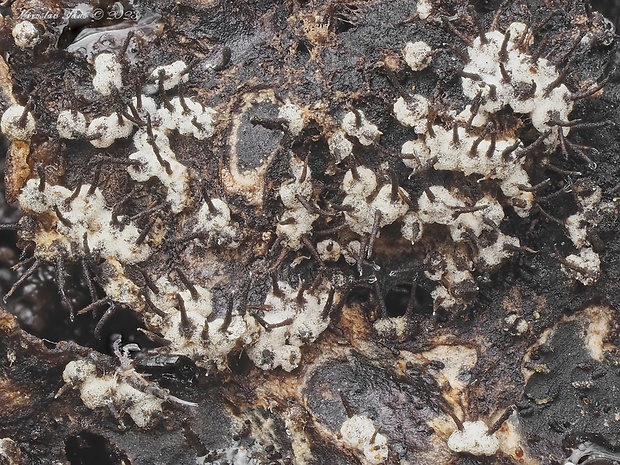 tmavka Melanospora sp.