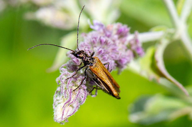 fuzáč  Paracorymbia maculicornis