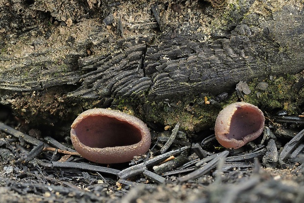 čiaška Peziza sp.