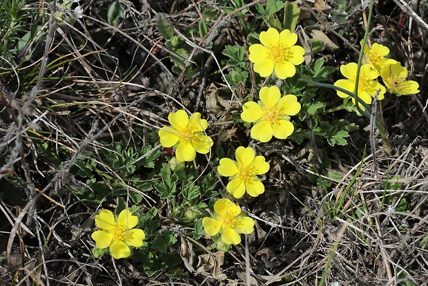 nátržník piesočný Potentilla arenaria Borkh.