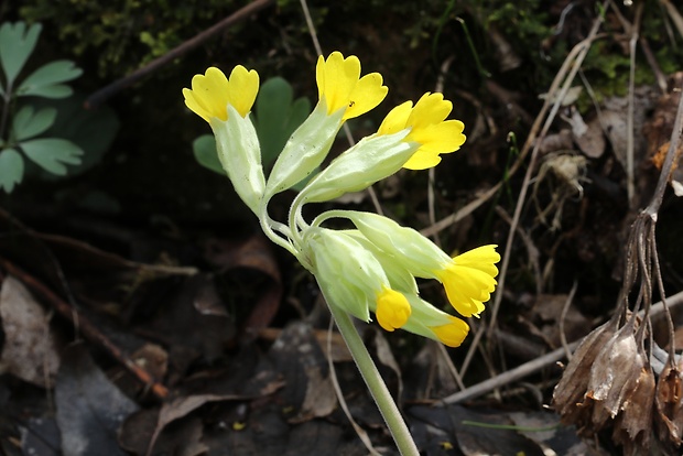 prvosienka jarná Primula veris L.