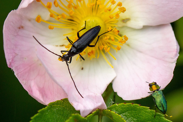 Fuzáč a krasoň lesklý  Strangalia aethiops (Cerambycidae) a Anthaxia nitidula (Buprestidae)