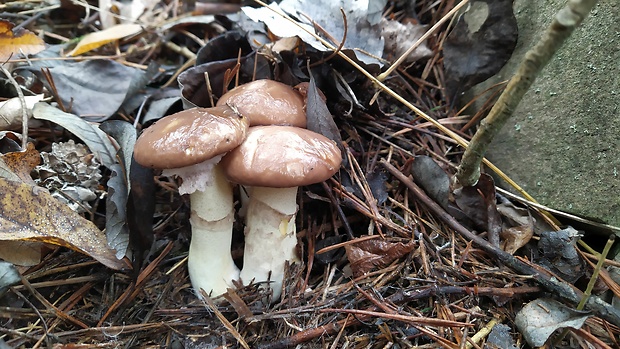 masliak obyčajný Suillus luteus (L.) Roussel