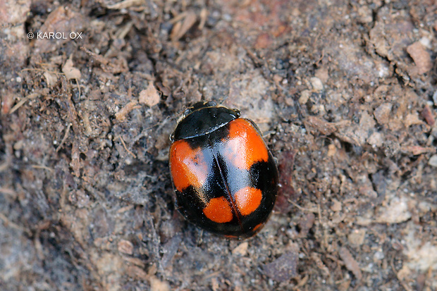 lienka dvojbodková Adalia bipunctata