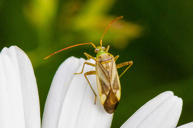 Bzdôška lucernová Adelphocoris lineolatus (Goeze, 1778)