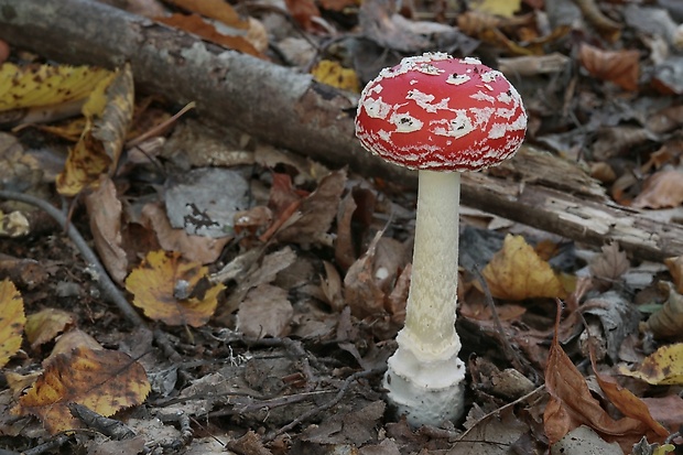 muchotrávka červená Amanita muscaria (L.) Lam.