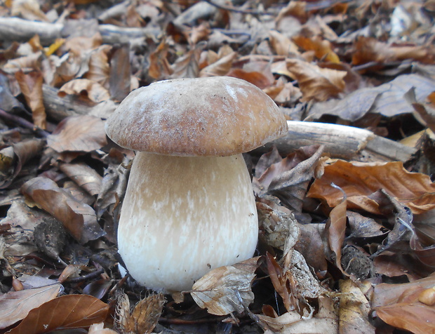 hríb smrekový Boletus edulis Bull.