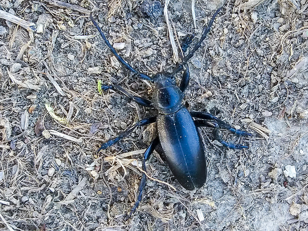 fuzáč čierny Dorcadion aethiops