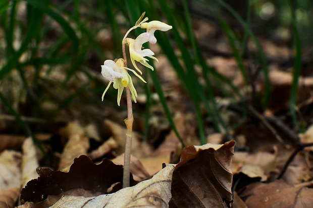 sklenobyľ bezlistá Epipogium aphyllum (F.W. Schmidt) Swartz