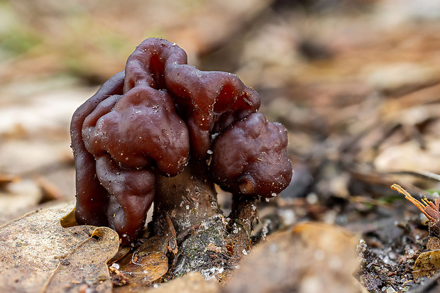 ušiak obyčajný Gyromitra esculenta (Pers.) Fr.