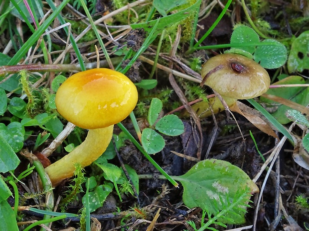 šťavnačka mrazová zlatá Hygrophorus hypothejus var. aureus (Arrh.) Imler