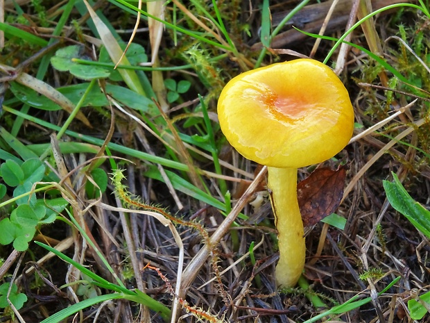 šťavnačka mrazová zlatá Hygrophorus hypothejus var. aureus (Arrh.) Imler