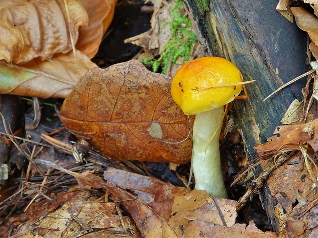 šťavnačka úhľadná Hygrophorus speciosus Peck