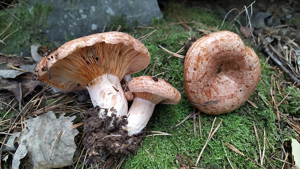 rýdzik pravý Lactarius deliciosus (L.) Gray