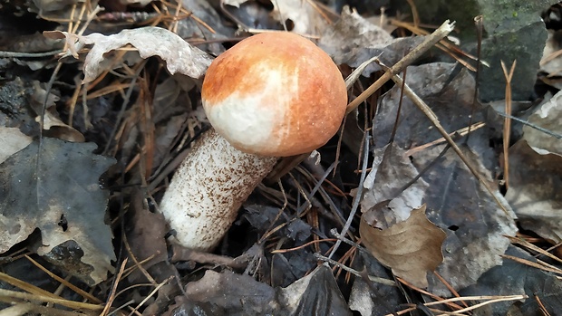 kozák dubový Leccinum aurantiacum (Bull.) Gray