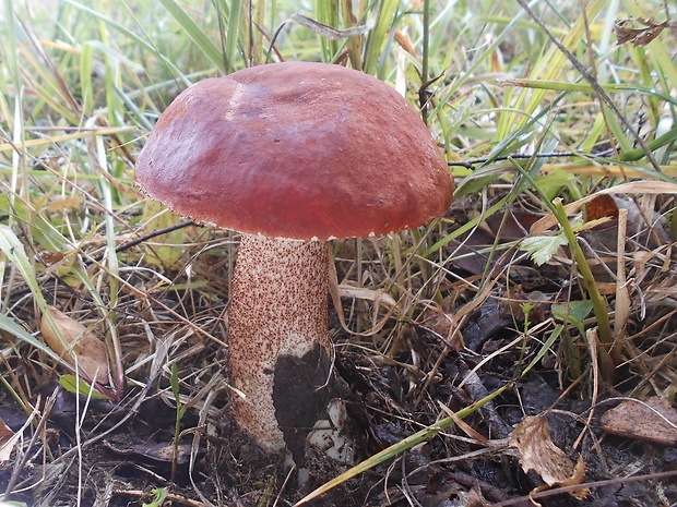 kozák dubový Leccinum aurantiacum (Bull.) Gray