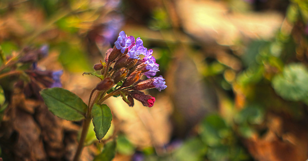 pľúcnik lekársky Pulmonaria officinalis L.