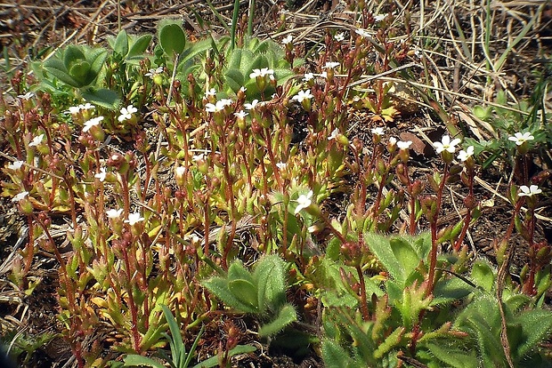 lomikameň trojprstý Saxifraga tridactylites L.