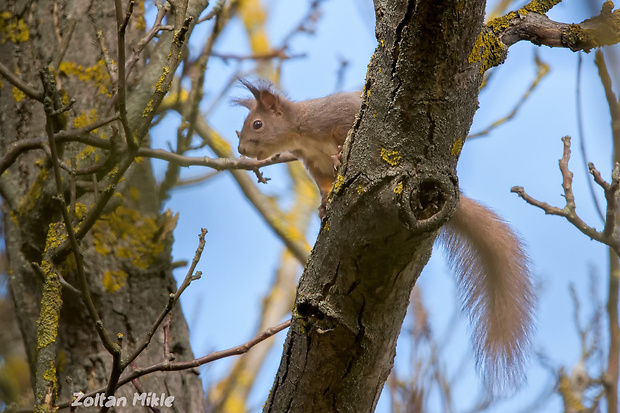 veverica obyčajná Sciurus vulgaris