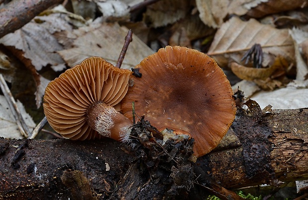 smeťovka zimná Tubaria furfuracea (Pers.) Gillet