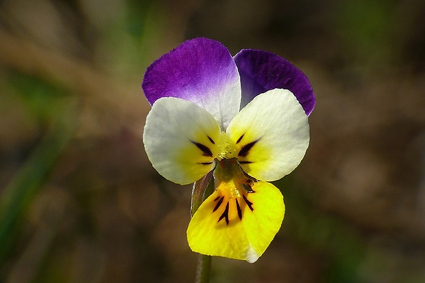 fialka roľná Viola arvensis Murray